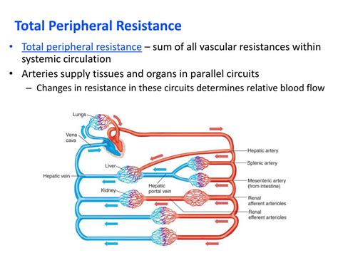 peripheral resistance meaning